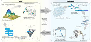 The left panel shows the "Agent" components, including inferring sequence function, updating sequence databases, data query, curation and filtering, and Bayesian optimization for designing proteins to explore the virtual landscape. At right, "Environment" components, such as polymerized DNA fragments, assembly of DNA libraries, Golden Gate gene assembly, biochemical characterization with metrics like temperature, pH, and expression levels, and finally cell-free expression yielding protein extracts.