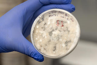 Gloved hand holding a petri dish containing white fungi