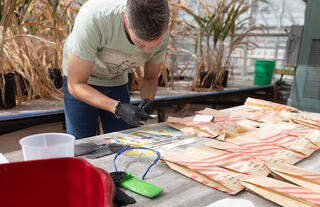 A researcher wearing black nitrile gloves sorts labeled paper pollination bags and sample materials on a greenhouse workbench, with mature sorghum plants visible in the background.