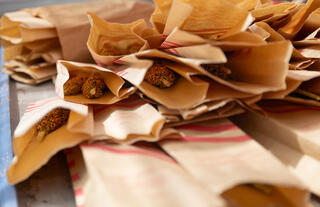 A pile of open paper pollination bags containing harvested sorghum seed heads on a laboratory bench.