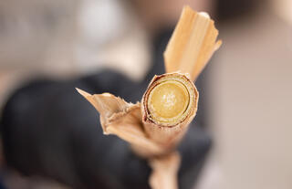 Close-up macro photo of a cross-sectioned sorghum stalk held toward the camera, showing the circular pith and fibrous rind in sharp focus against a blurred background.