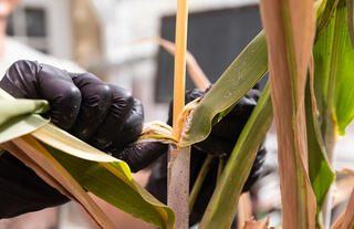 Close-up of gloved hands peeling a leaf sheath away from a sorghum stalk to expose the node, revealing the purple-tinged stem beneath.