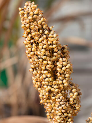 Close-up macro photo of a mature sorghum seed head, showing densely packed cream-colored grain kernels on the panicle against a blurred greenhouse background.