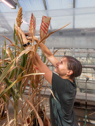 A researcher reaches up to place or remove a paper pollination bag over a mature sorghum seed head in a greenhouse, with grow lights and glass panels visible overhead.