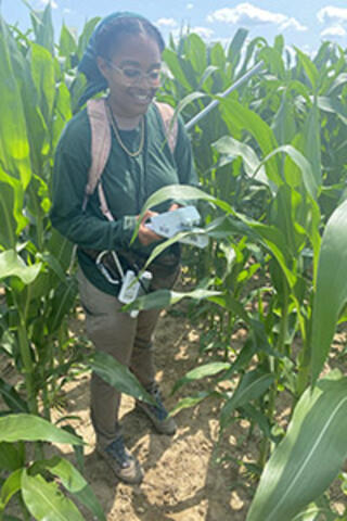 A young student stands in a corn field taking measurements on a hand held device.