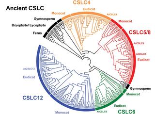 Phylogenetic analysis of the CSLC protein family