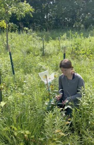 A young student sits in prairie grasses tending to a plant