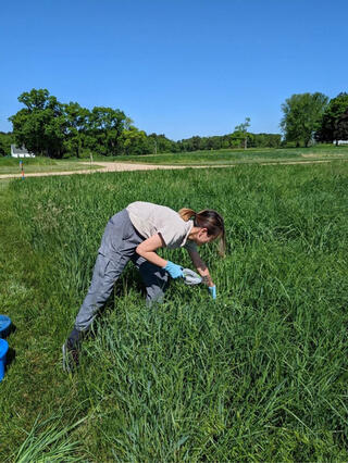 Qianyu Zhu is bending over taking a sample among a field of grasses