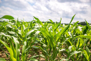 A low-angle, close-up view of vibrant green, young sorghum plants growing in a field. The sharp foreground highlights the bright, broad leaves reaching upward, while the rest of the field softly blurs into the background under a bright, partly cloudy sky.