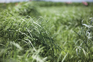 Field of switchgrass