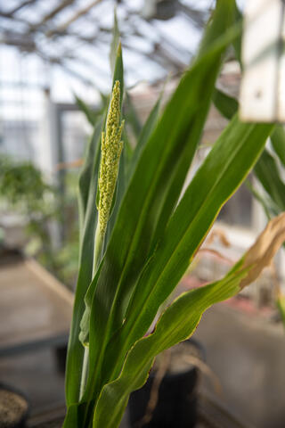 Sorghum plant growing in a pot