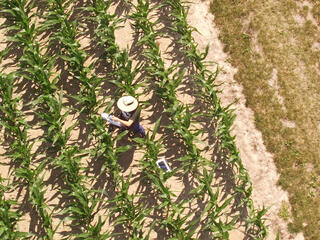 Drone shot of Maggie Jones in a field of row crops