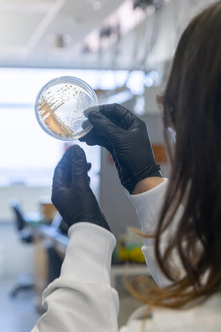 Pictured from behind, a woman wearing black latex gloves holds up a petri dish streaked with amber-tinted bacteria
