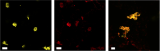 Image of lipids