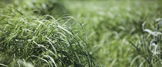 Sustainable Cropping Systems