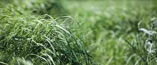 A field of switchgrass