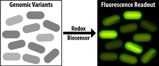 Biosensor Figure