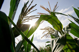 Sunlight shines through corn plants under a blue sky