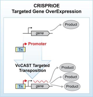 Schematic diagram of CRISPRtOE: a gene with its promoter produces a single product transcript; VcCAST-mediated targeted transposition inserts a transposon (Tn) carrying a new promoter upstream of the gene, driving overexpression and yielding multiple product transcripts. CRISPRtOE process
