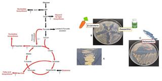 Diagram of metabolic pathway is shown on the left. On the right are photos of Petri dishes containing streaks of pink and orange bacteria cultures.