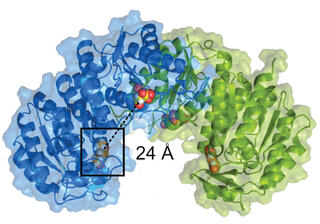 A molecular rendering of a homodimer protein complex showing two identical subunits colored in blue (left) and green (right). Each monomer contains bound citrate molecules (yellow spheres) and acetovanillone molecules (orange spheres). A black rectangular box highlights a specific region in the blue subunit, with a measurement indicating "24 Å" distance. The protein structure displays typical secondary structure elements including alpha helices and beta sheets in ribbon representation.