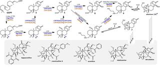 Biosynthetic pathway diagram showing enzymatic conversion of GGPP to diterpenoid alkaloids — including aconitine, lappaconitine, crassicauline A, talatisamine, and denudatine — via terpene synthases (TPS), cytochrome P450s (CYP), and diamine synthases (DAS) from two species indicated in blue and orange.