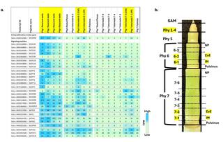 A two-panel figure mapping gene expression to plant stem anatomy. Panel a is a heatmap showing signaling peptide expression (TPM, green-to-blue) across phytomer zones. Panel b is a photograph of a dissected stem apex, matching these zones (SAM, ZoE, IM, pulvinus) via yellow highlights.