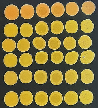 36 yellow circular shapes arranged in a six-by-six grid on a black background.