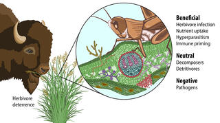 Cartoon of a switchgrass leaf with numerous fungi on and inside the leaf highlighted. A bison and grasshopper are feeding on the leaf to illustrate how fungi can deter herbivores by producing toxic chemicals or pathogenic spores.  