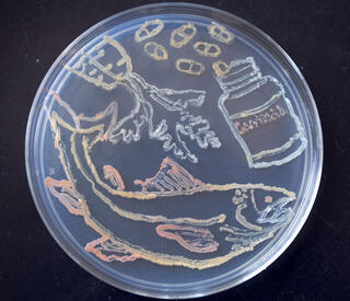 Bacteria cultured on an apgar plate in the shape of a fish, a carrot, and a bottle of pills