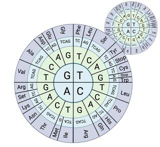 Circular diagram with rings of letters representing gene sequences