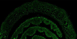 Regulation of plant cell wall sugar deposition