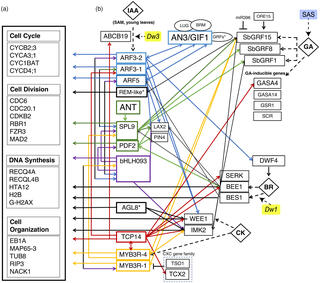 Two-panel figure showing (a) categorized lists of sorghum cell cycle, division, DNA synthesis, and organization genes, and (b) a color-coded gene regulatory network diagram illustrating interactions among transcription factors, hormones (IAA, GA, BR, CK), and growth regulators including AN3/GIF1, GRFs, ARFs, and dwarfism loci Dw1 and Dw3.