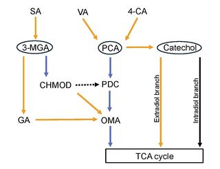 A flow chart mapping the metabolic pathways that LigR is active in. At the top are three inputs, syringic acid (SA), vanillic acid (VA), and 4-coumaric acid (4-CA) Syringic acid is metabolized into 3-methylgallic acid (3-MGA), than 4-carboxy-2-hydroxy-6-methoxy-6-oxoheca-2,4-dienate (CHMOD)  in the parent strain, then to 2-pyrone-4,6-dicarboxylic acid (PDC) and 4-oxalomesaconate (OMA) before entering the TCA cycle. In altered strains with inactive AtfA, 3-MGA is instead metabolized into gallic acid before 