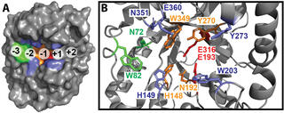 Enzyme structure schematics