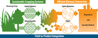 Graphic illustration showing the breakdown of bioenergy crops into lignin polymers and polysaccharides, which are further processed into lignin monomers and sugars, respectively. The end products of this processing pipeline are bioproducts and specialty biofuels.