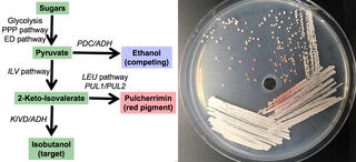 Pulcherrimin-producing yeasts