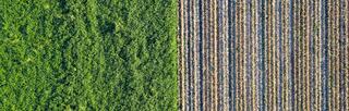 Management practices like reforestation and the production of cellulosic bioenergy can reduce and capture atmospheric carbon and mitigate the effects of climate change.