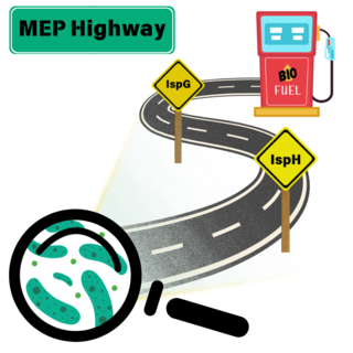 A curving road leads from magnified bacteria to a biofuel tank. Yield signs read "IspG" and IspH." A green road sign reads "MEP Highway" in the top left corner.