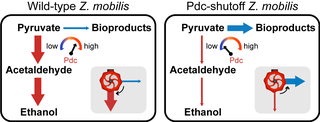 Schematic showing modulation of metabolic control through the engineered Pdc “valve” in Z. mobilis.