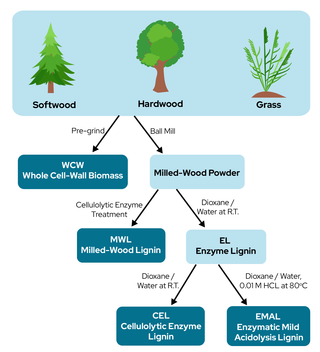 Flow chart depicting lignin isolation techniques from different biomass sources. The chart starts with three types of biomass: Softwood, Hardwood, and Grass. It then focuses on Hardwood, showing two initial processing methods: Pre-grind and Ball Mill. Pre-grind leads to WCW (Whole Cell-Wall Biomass). Ball Mill produces Milled-Wood Powder, which branches into two paths:  Cellulolytic Enzyme Treatment resulting in MWL (Milled-Wood Lignin). Dioxane/Water at R.T., yielding EL (Enzyme Lignin).  EL further branch