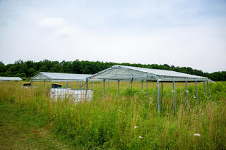 Canopies with clear plastic roofs standing in field of tall green grass