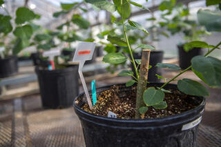 Rows of potted poplar trees in a greenhouse