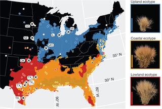 A map of the U.S. depicting the locations that the switchgrass common gardens were located and where the switchgrass genotypes were collected