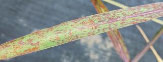 Switchgrass leaf infected with rust