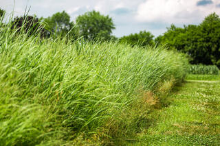 Switchgrass in the fields