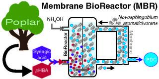 Illustration of a membrane bioreactor (MBR) system showing components and flow of materials. A poplar tree symbolizes biomass feedstock. Syngric acid and pHBA are represented by blue and red dots, which are converted by the Novosphingobium aromaticivorans microorganism, represented as oblong shapes within the bioreactor vessel. The bioreactor vessel has an input stream of NH4OH. A membrane allows PDC to pass through while bacterial cells are recycled.