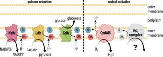 Schematic of Zymomonas mobilis electron transport chain
