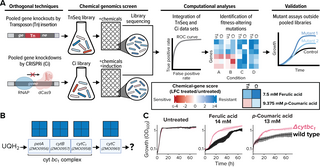 Schematic of chemical genomics screening workflow. Panel A shows methodology: pooled gene knockouts (TnSeq) and knockdowns (CRISPRi) create libraries treated with chemicals, followed by sequencing, computational analysis via ROC curves, and identification of fitness-altering mutations, with final validation through growth assays. Panel B depicts the ubiquinone biosynthesis pathway, highlighting cytochrome bc₁ complex components (petA, cytB, cytC₁) and cytC, with UQH₂ as substrate. Panel C presents growth cu