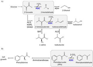 Two-panel metabolic pathway diagram: (A) glucose conversion to ethanol via PDC/ADH and to isobutanol via KDC/ADH, with branching to L-valine and isobutyrate; (B) reversible interconversion of phenylalanine and phenylpyruvate via aminotransferase, with KDC converting phenylpyruvate to phenylacetaldehyde.